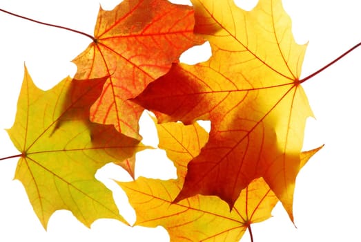 Maple leaves