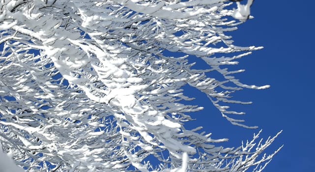Frozen twigs