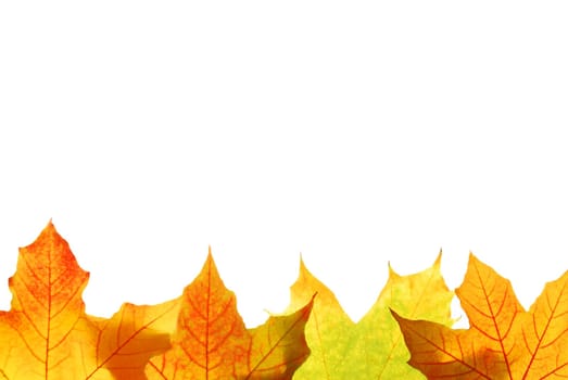 Maple leaves