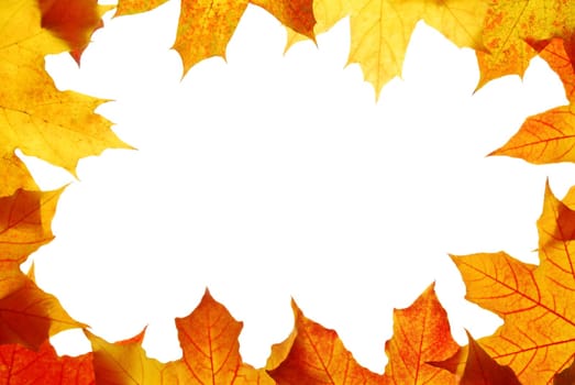 Maple leaves