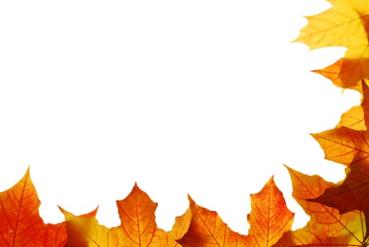 Maple leaves
