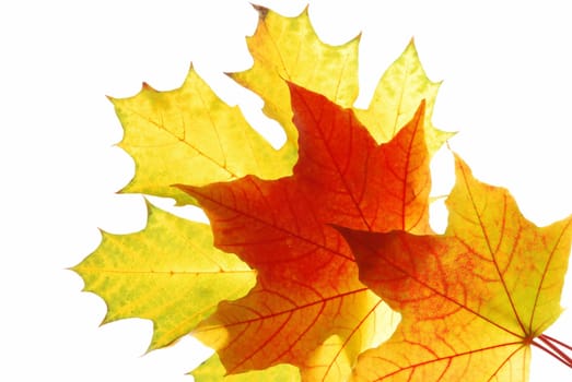 Maple leaves