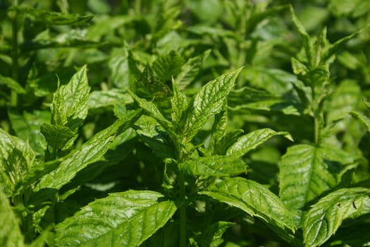 Spearmint - Peppermint