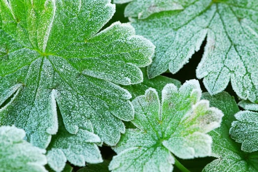 Frosty leaves