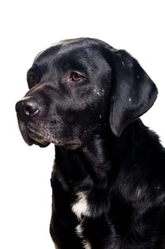 Black Labrador mix,portrait