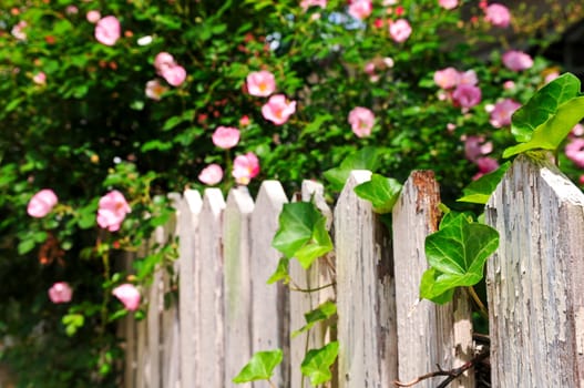 Garden fence with roses