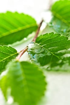 Branch with green leaves