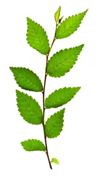Branch with green leaves