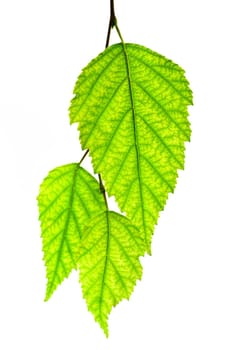 Branch with green leaves