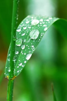 Raindrops on grass