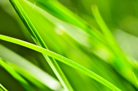 Green grass background