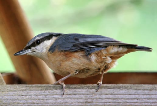 Nuthatch,Birdhouse