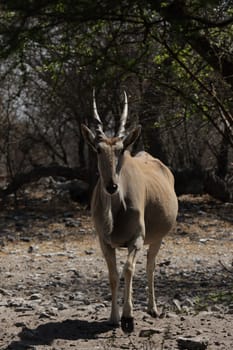 Eland antelope (Taurotragus oryx) looks curiously into the camera.