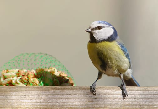 Blue in birdhouse
