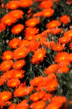 Orange Daisys