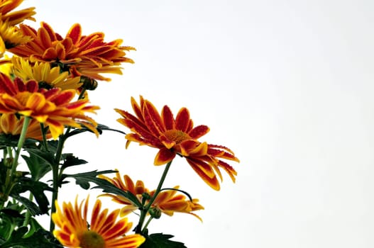 Asters Chrysanthemums