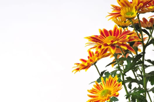 Flowers,asters,chrysanthemums