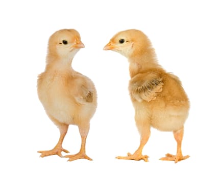 Two yellow little chickens