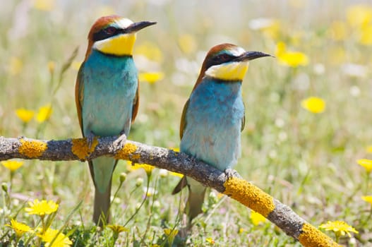 Couple of birds