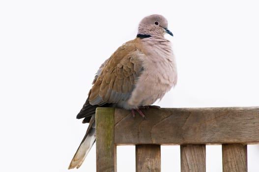 Collared dove