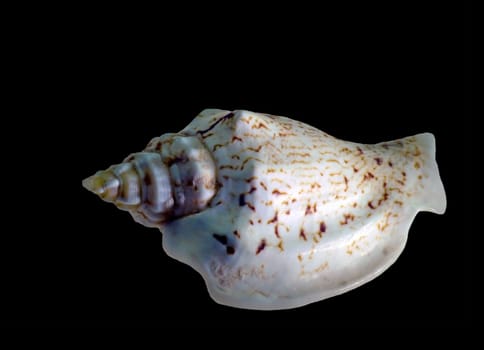 Pteropods (Strombidae) prefer to live on sandy and muddy bottoms in tropical or subtropical seas.