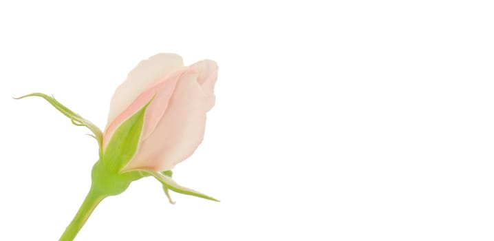 Soft pink rosebud