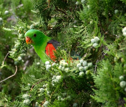 Australian red winged parrot