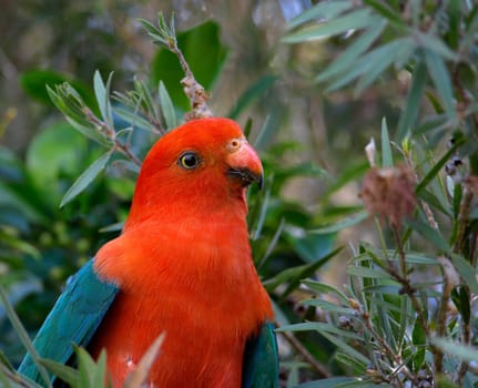 male king parrot Alisterus scapularis