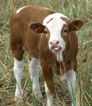 A calf poking out its tongue