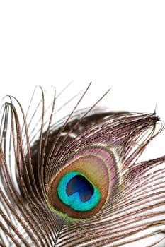 Peacock Feather