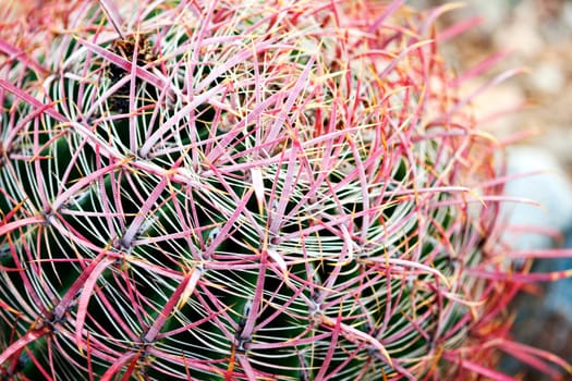 Barrel Cactus with Pink Spines