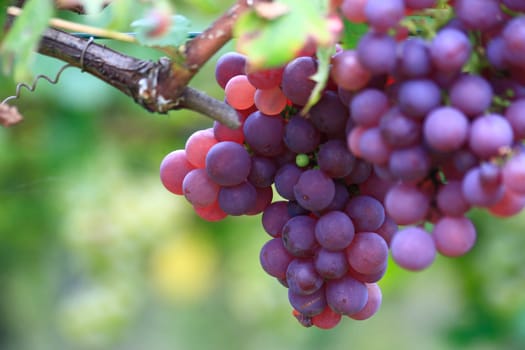 Pinot Noir