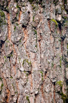 wood texture