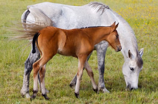 horse with its son eating grass