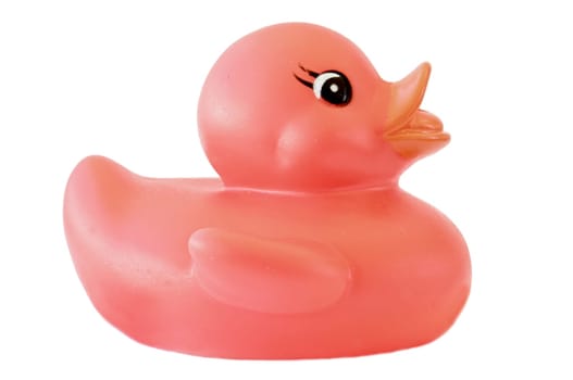 Plastic duck