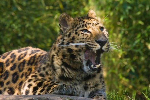 Amourpanther yawning