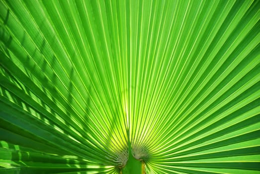Palm leaf