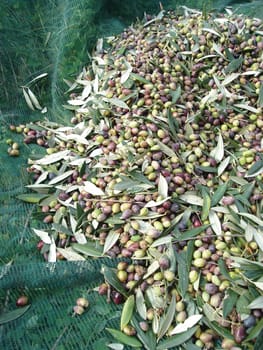 harvest olives