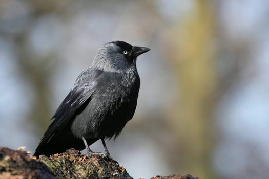 Jackdaw