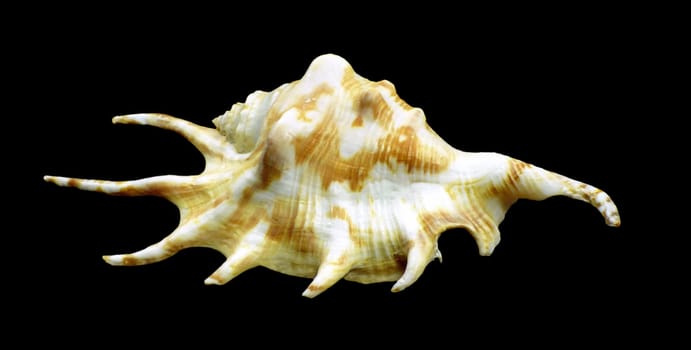 Lambis lambi,the Common spider conch