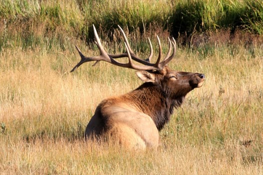 Rockys - Deer