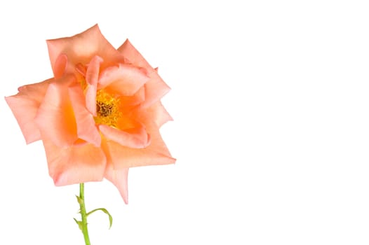 show of love - apricot pink rose