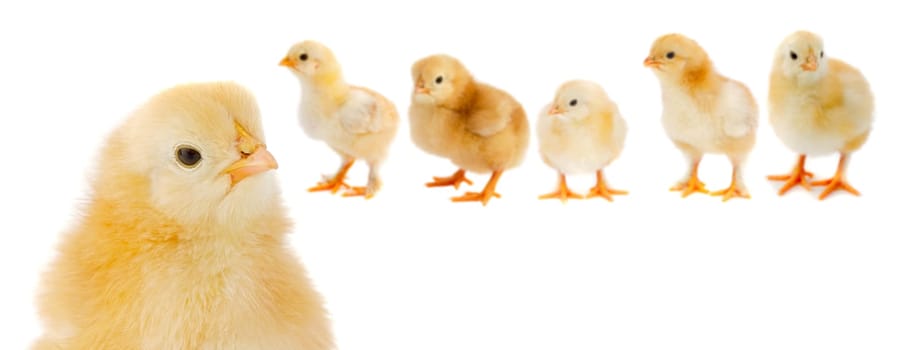 Adorable chicks