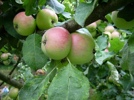 Apple Carola