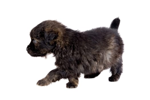 Cute puppy dog brown