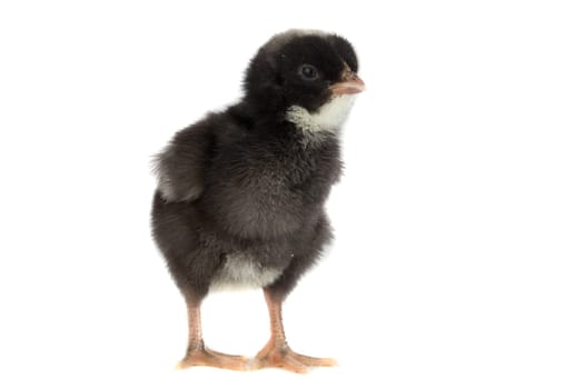 Black little chicken