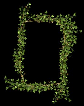 Ivy wreath