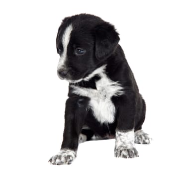 Cute puppy dog brown