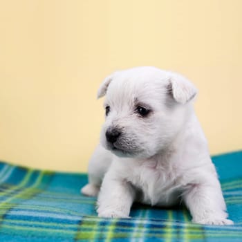 Puppy on a plaid