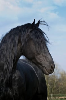 Frisian